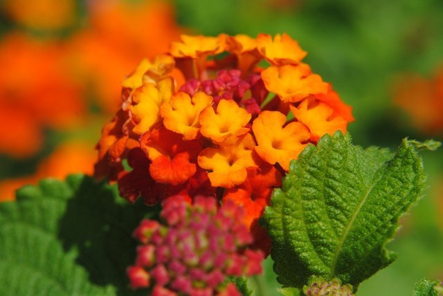 veggies-about-flowers